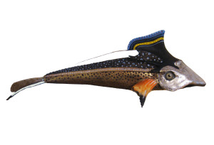 R. Bricchi _Achillofix_