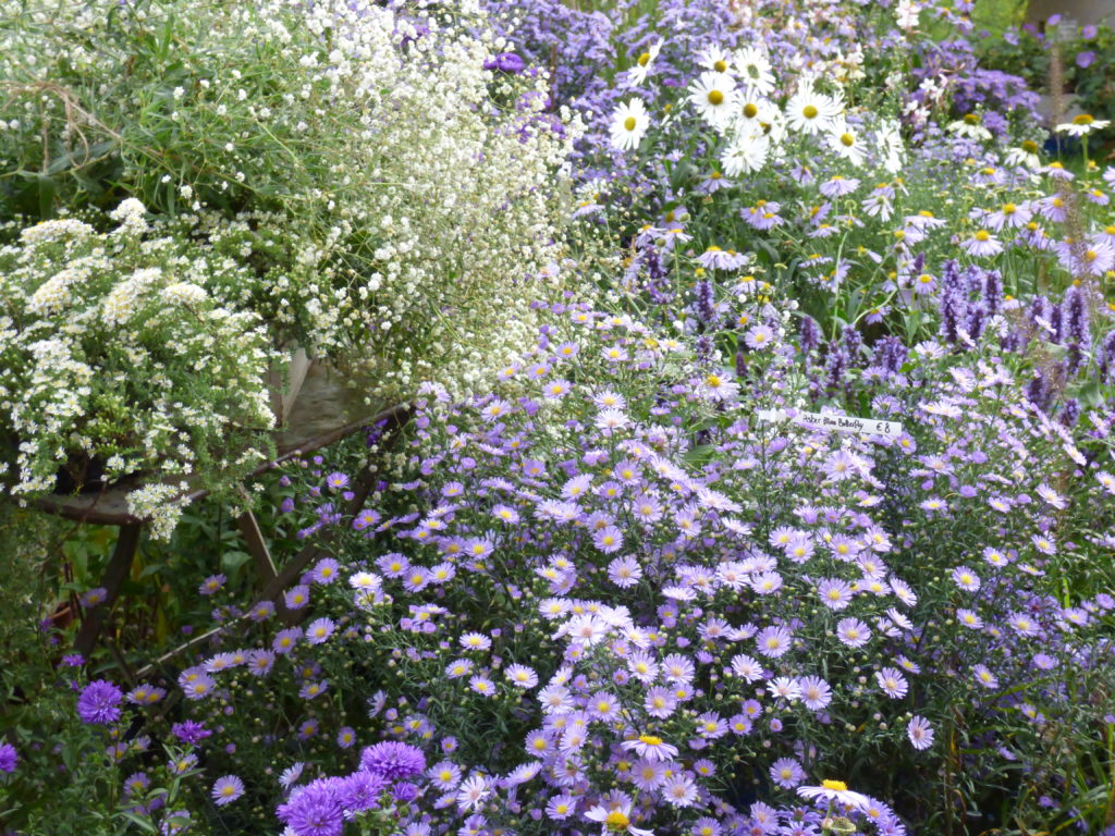 L'Erbaio della Gorra