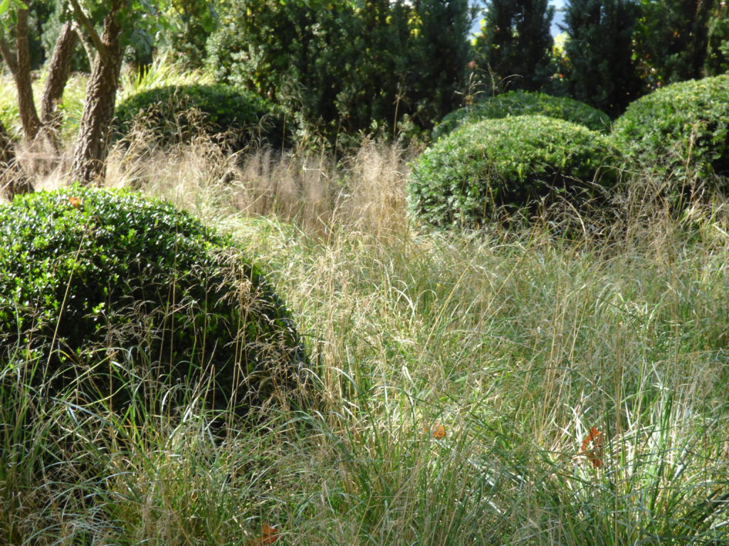 Vivaio Buxus