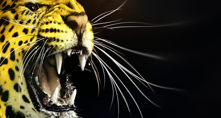 Il Ghepardo del Locarno Film Festival 74esima edizione